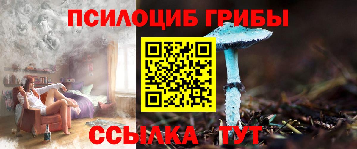 Галлюциногенные грибы Psilocybe Кизилюрт